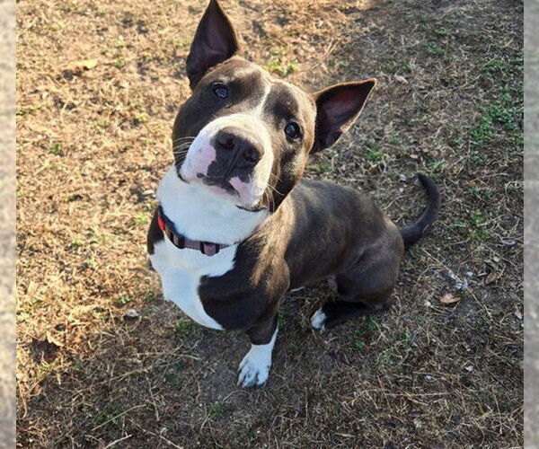 Medium Photo #2 American Pit Bull Terrier Puppy For Sale in Ocala, FL, USA