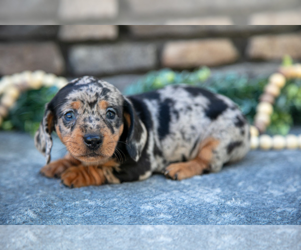 Medium Photo #1 Dachshund Puppy For Sale in SUGARCREEK, OH, USA