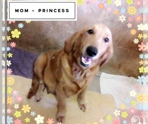 Mother of the Golden Retriever puppies born on 06/05/2019