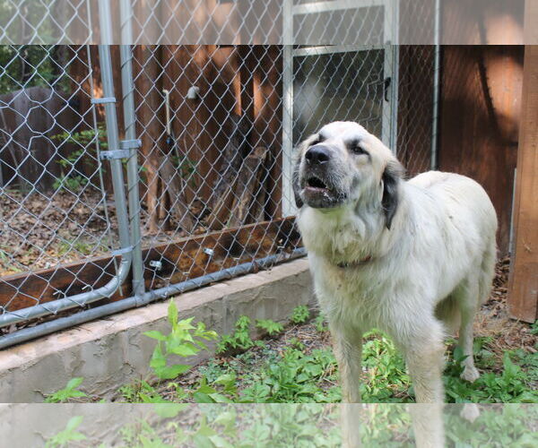 Medium Photo #3 Anatolian Shepherd Puppy For Sale in Westminster, MD, USA