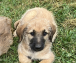 Small Photo #3 Shepadoodle Puppy For Sale in WHEELERSBURG, OH, USA