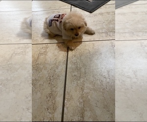Pomeranian-Poodle (Toy) Mix Puppy for sale in WESTLAND, MI, USA