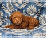 Small Photo #4 Labradoodle-Poodle (Miniature) Mix Puppy For Sale in KIRKWOOD, PA, USA