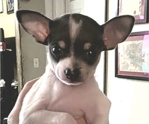 Chihuahua Puppy for sale in MIDDLEBURG, PA, USA