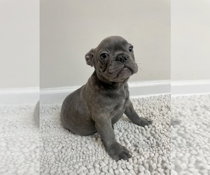 French Bulldog Puppy for sale in CHARLESTON, SC, USA