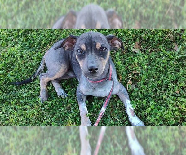 Medium Photo #3 Mutt Puppy For Sale in New York, NY, USA