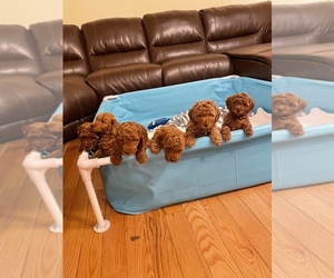 Goldendoodle Puppy for sale in BELEW CREEK, NC, USA