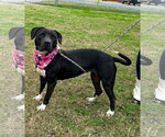 Small #6 Labrador Retriever-Staffordshire Bull Terrier Mix