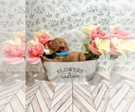 Small Photo #12 Goldendoodle Puppy For Sale in CONWAY, SC, USA
