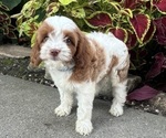 Puppy Muffin Cavapoo (Miniature)