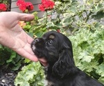 Puppy Puppy 1 POPPY Cocker Spaniel