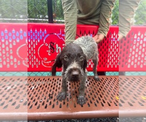 Wirehaired Pointing Griffon Puppy for sale in DAYTON, TX, USA