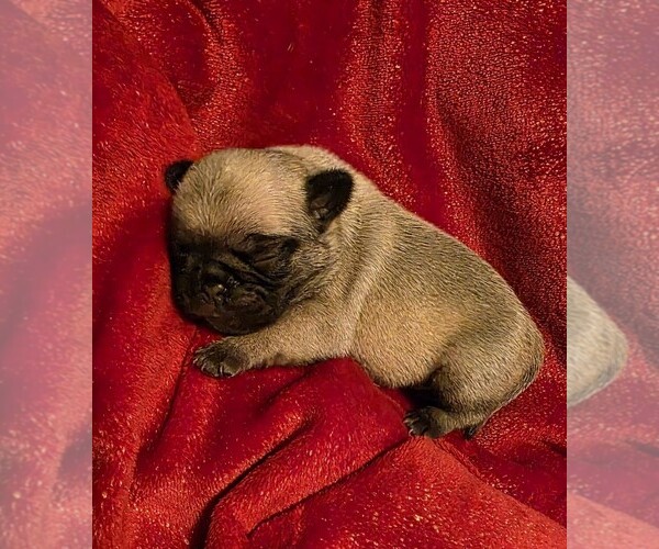 Medium Photo #1 Pug Puppy For Sale in SILVER SPRINGS, FL, USA