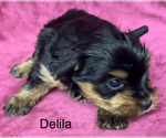 Small Photo #7 Yorkshire Terrier Puppy For Sale in AZLE, TX, USA