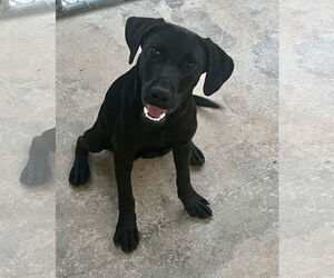 Labrador Retriever-Unknown Mix Dogs for adoption in Rockaway, NJ, USA