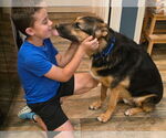 Small #6 German Shepherd Dog