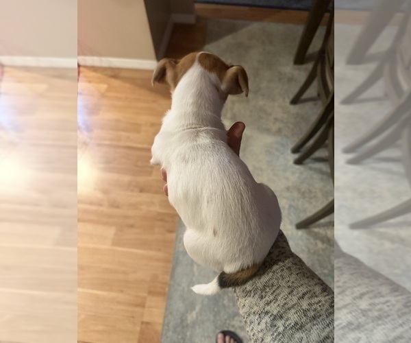 Medium Photo #3 Jack Russell Terrier Puppy For Sale in HARRISVILLE, RI, USA