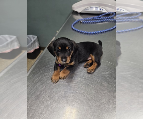 Medium Photo #1 Dachshund Puppy For Sale in SPIRO, OK, USA