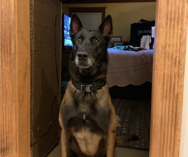 Medium Photo #1 Belgian Malinois Puppy For Sale in LAKE MARY, FL, USA