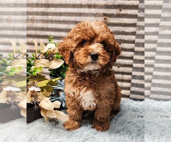 Medium Photo #4 Cavapoo (Miniature)-Poodle (Standard) Mix Puppy For Sale in CAPAC, MI, USA