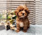 Small Photo #4 Cavapoo (Miniature)-Poodle (Standard) Mix Puppy For Sale in CAPAC, MI, USA