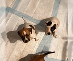Small #2 American Pit Bull Terrier-Bulldog Mix