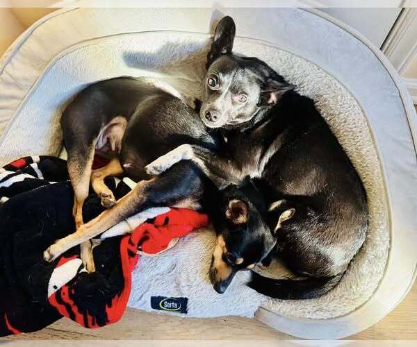 Medium Photo #3 Mutt Puppy For Sale in High Point, NC, USA