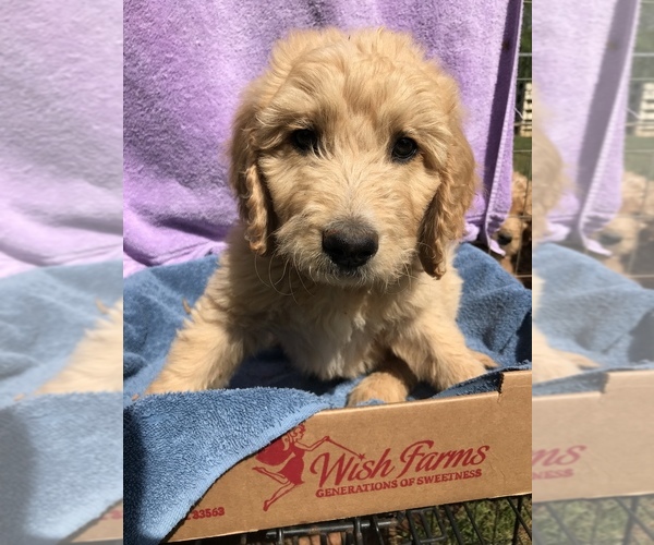 Medium Photo #1 Goldendoodle Puppy For Sale in WESTMINSTER, SC, USA