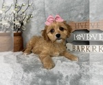 Small #3 Cavapoo (Standard)