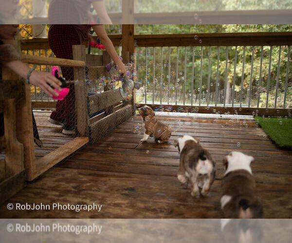 Medium Photo #25 Bulldog Puppy For Sale in STRAFFORD, MO, USA