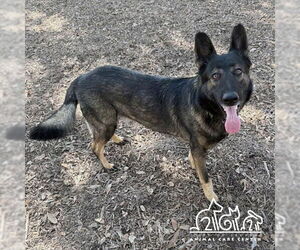 German Shepherd Dog Dogs for adoption in Irvine, CA, USA