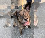 Small #17 Beagle Mix