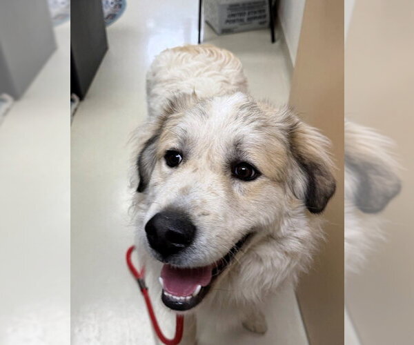 Medium Photo #1 Mutt Puppy For Sale in Shelburne, VT, USA