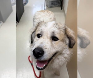 Mutt Dogs for adoption in Shelburne, VT, USA