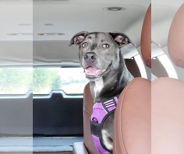 Medium Photo #39 Blue Lacy-Unknown Mix Puppy For Sale in Rosenberg, TX, USA