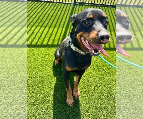 Medium Photo #8 Rottweiler-Unknown Mix Puppy For Sale in Rockwall, TX, USA