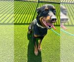 Small #7 Rottweiler Mix