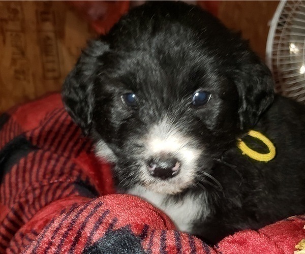 Medium Photo #2 Aussiedoodle Puppy For Sale in DERBY, IA, USA