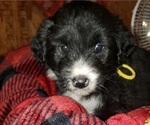 Small Photo #2 Aussiedoodle Puppy For Sale in DERBY, IA, USA