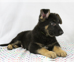 Small Photo #7 German Shepherd Dog Puppy For Sale in DUENWEG, MO, USA