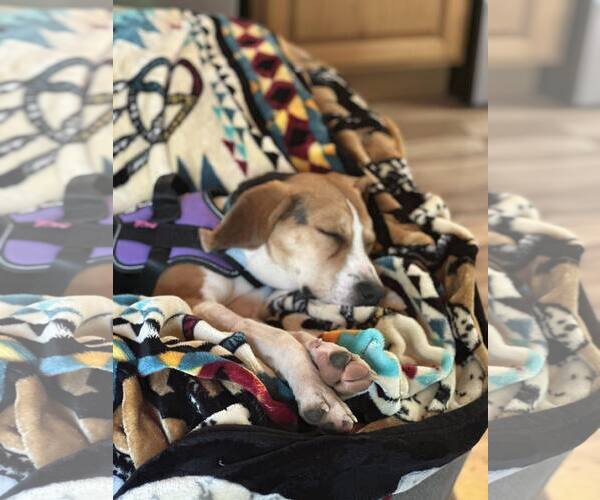 Medium Photo #7 Mutt Puppy For Sale in Westwood, NJ, USA