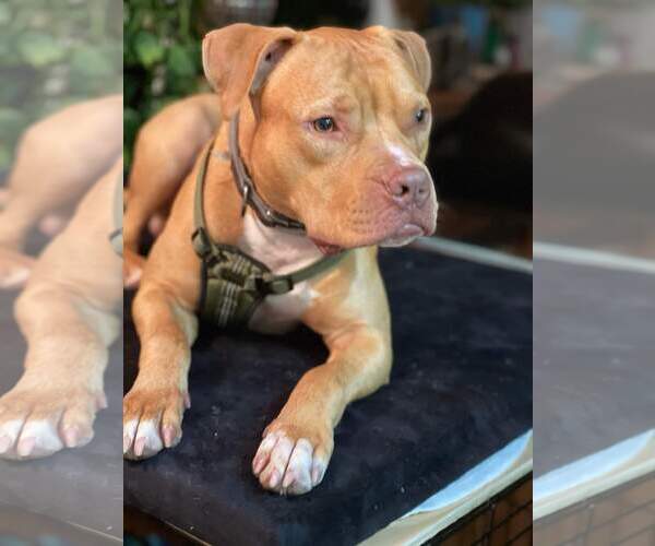 Medium Photo #14 American Pit Bull Terrier-Unknown Mix Puppy For Sale in Lockport, NY, USA