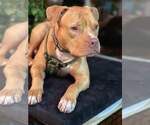Small #13 American Pit Bull Terrier Mix