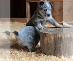 Small #5 Australian Cattle Dog