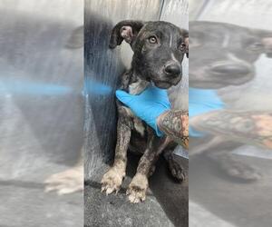 American Staffordshire Terrier-Unknown Mix Dogs for adoption in San Antonio, TX, USA