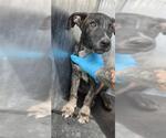 Small American Staffordshire Terrier Mix