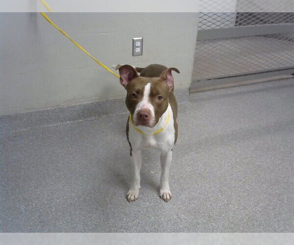 Medium Photo #1 American Pit Bull Terrier-Unknown Mix Puppy For Sale in Pasadena, TX, USA