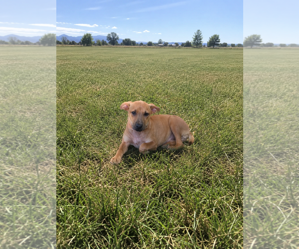Medium Photo #2 Labrador Retriever-Unknown Mix Puppy For Sale in MIDWAY, UT, USA