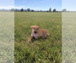 Small #1 Labrador Retriever Mix
