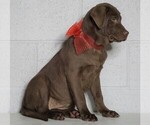Small Photo #4 Labrador Retriever Puppy For Sale in FREDERICKSBG, OH, USA